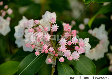 [Spring in Full Bloom] Kalmia (also known as American Rhododendron) 139890087
