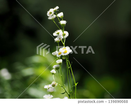 [Spring in Full Bloom] Erigeron annuus (Spring Erigeron) 139890088