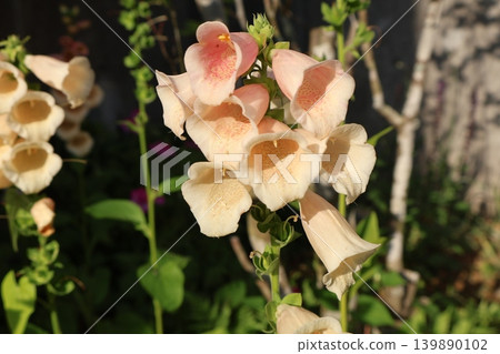 我用種子種的毛地黃開花了。 我用種子種的毛地黃開花了。 139890102