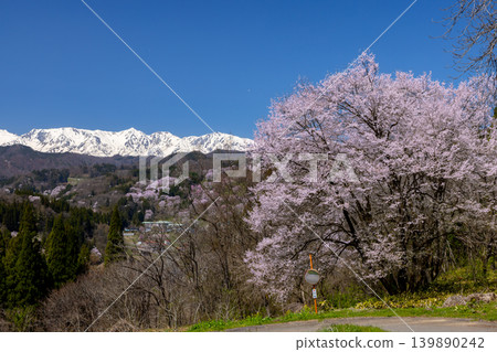 長野縣上之道郡小川村：山頂上有一棵櫻花樹，二反田的大山櫻和江戶彼岸櫻盛開，遠處是白雪皚皚的北阿爾卑斯山。 139890242