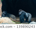 A mountain gorilla father scolds his child. 139890243