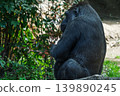 A sulking gorilla 139890245