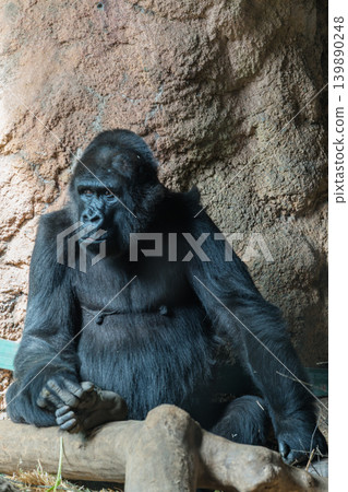 Expressive gorillas Expressive gorillas 139890248