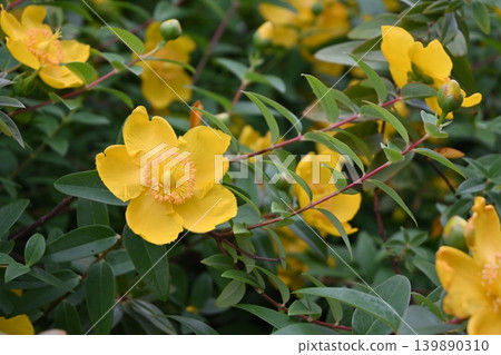 Yellow flower 139890310