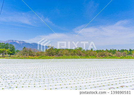 (Nagano Prefecture) Nobeyama Plateau, vegetable field, white mulch sheet (Nagano Prefecture) Nobeyama Plateau, vegetable field, white mulch sheet 139890581