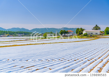 (長野縣)野邊山高原,菜地,白色地膜 (長野縣)野邊山高原,菜地,白色地膜 139890583