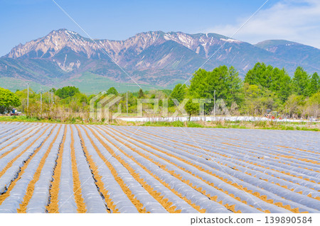 (Nagano Prefecture) Nobeyama Plateau, vegetable field, white mulch sheet (Nagano Prefecture) Nobeyama Plateau, vegetable field, white mulch sheet 139890584