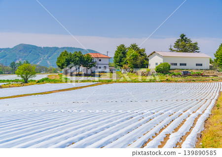 (長野縣)野邊山高原,菜地,白色地膜 (長野縣)野邊山高原,菜地,白色地膜 139890585