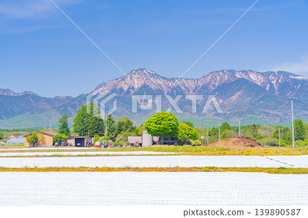 (Nagano Prefecture) Nobeyama Plateau, vegetable field, white mulch sheet (Nagano Prefecture) Nobeyama Plateau, vegetable field, white mulch sheet 139890587
