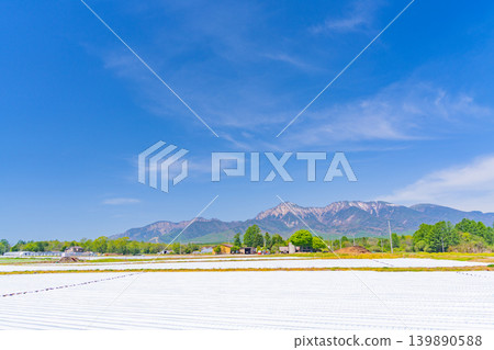 (Nagano Prefecture) Nobeyama Plateau, vegetable field, white mulch sheet 139890588