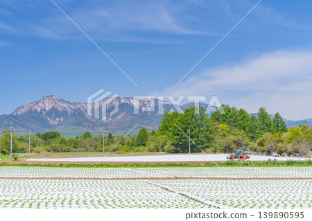 (Nagano Prefecture) Nobeyama Plateau, vegetable field, white mulch sheet 139890595