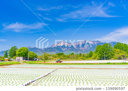 (長野縣)野邊山高原,菜地,白色地膜 (長野縣)野邊山高原,菜地,白色地膜 139890597