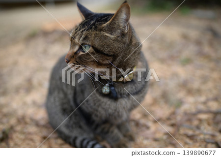 Pheasant cat on a dead grass Pheasant cat on a dead grass 139890677