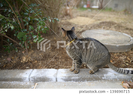 Pheasant cat on a dead grass Pheasant cat on a dead grass 139890715