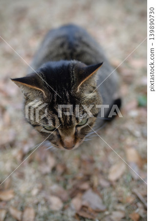 Pheasant cat on a dead grass 139890730