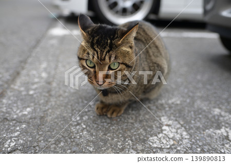Kijitra cat taking a walk Kijitra cat taking a walk 139890813