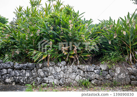 Traditional Okinawan stone walls and ginger lilies in full bloom Traditional Okinawan stone walls and ginger lilies in full bloom 139890830