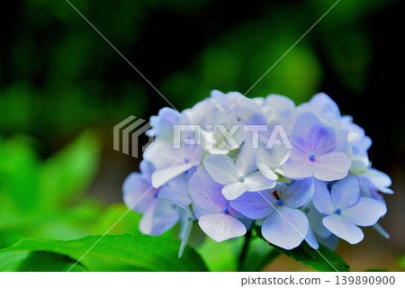 日比谷公園:雨季的繡球花 日比谷公園:雨季的繡球花 139890900