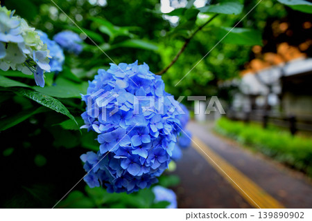 日比谷公園：雨季的繡球花 139890902