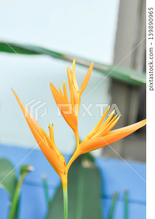 Heliconia psittacorum or Bird of paradise, Strelitzia reginae or Sterliziaceae flower or yellow flower 139890965
