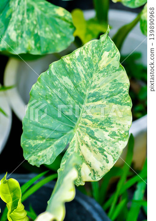 Alocasia, Alocasia macrorrhizos or Alocasia plant or bicolor alocasia or white and green leaf or yellow and green leaf or bicolor plant Alocasia, Alocasia macrorrhizos or Alocasia plant or bicolor alocasia or white and green leaf or yellow and green leaf or bicolor plant 139890968