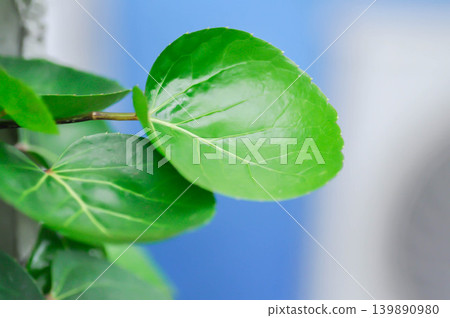 Polyscias fruticosa L Harms, Shield Aralia or Araliaceae Polyscias fruticosa L Harms, Shield Aralia or Araliaceae 139890980