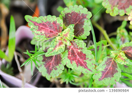 Coleus, Labiatae or Lamiaceae or Painted Nettle or Plectranthus scutellarioides or Solenostemon scutellarioides or bicolor plant or red and green leaf Coleus, Labiatae or Lamiaceae or Painted Nettle or Plectranthus scutellarioides or Solenostemon scutellarioides or bicolor plant or red and green leaf 139890984