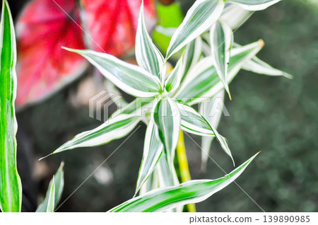 dracaena sanderiana variegata or ASPARAGACEAE, Belgian Evergreen or Dracaena braunii Engl bicolor plant dracaena sanderiana variegata or ASPARAGACEAE, Belgian Evergreen or Dracaena braunii Engl bicolor plant 139890985
