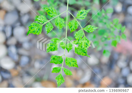 Cork tree, Indian cork tree or Millingtonia hortensis Linn or BIGNONIACEAE or small Cork tree Cork tree, Indian cork tree or Millingtonia hortensis Linn or BIGNONIACEAE or small Cork tree 139890987