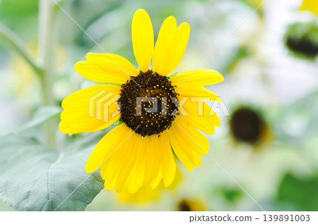 Sunflower, Asteraceae or Helianthus annuus L or yellow flower 139891003
