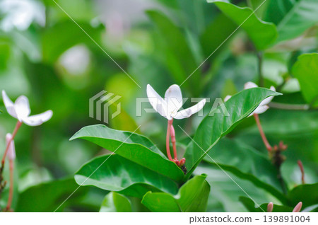 Kopsia rosea, Apocynaceae or white flower or pink flower 139891004