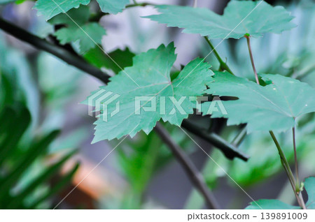 grape plant, Grape Vine or VITIDACEAE or Vitis vinifera or Vitis vinifera Linn grape plant, Grape Vine or VITIDACEAE or Vitis vinifera or Vitis vinifera Linn 139891009