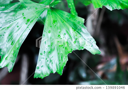 Caryota urens, Palmae or ARECACEAE or Caryota mitis Lour or Fishtail Palm or Wart Fishtail Palm and rain droplet 139891046