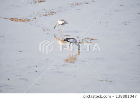 Anastomus oscitans, Asian openbill or Asian Openbill stork or Ciconia boyciana or  Oriental stork or bird 139891047