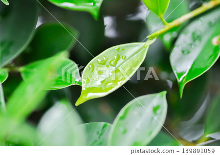 banyan tree or Ficus annulata or ficus bengalensis and rain drop banyan tree or Ficus annulata or ficus bengalensis and rain drop 139891059