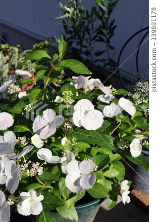盆栽繡球花 Lagrangia 'Bridal Shower' 盆栽繡球花 Lagrangia 'Bridal Shower' 139891178