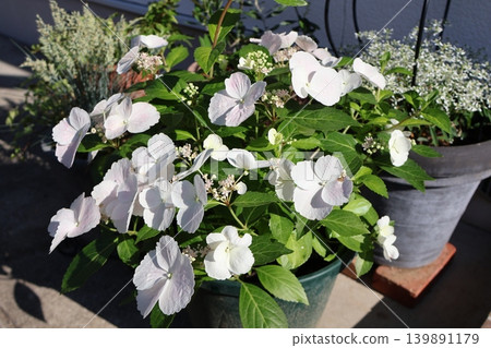 繡球花“拉格朗日”和白色花卉盆栽 139891179