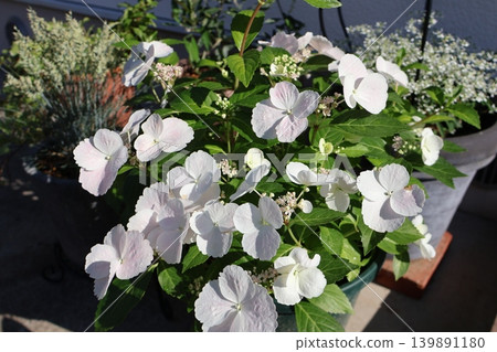 繡球花“拉格朗日”和白色花卉盆栽 139891180