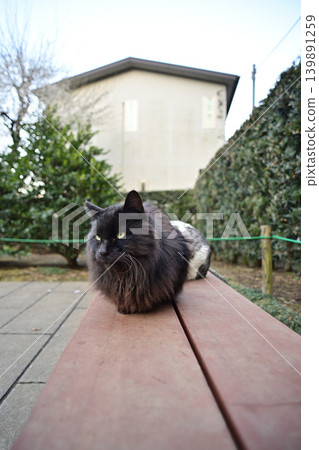A cat resting on a bench A cat resting on a bench 139891259
