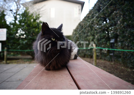 A cat resting on a bench A cat resting on a bench 139891260