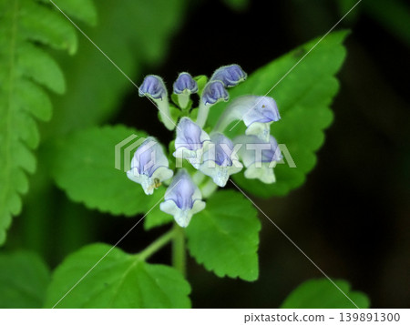 [Spring in Full Bloom] Tatsunamisou (Scutellaria indica) 139891300