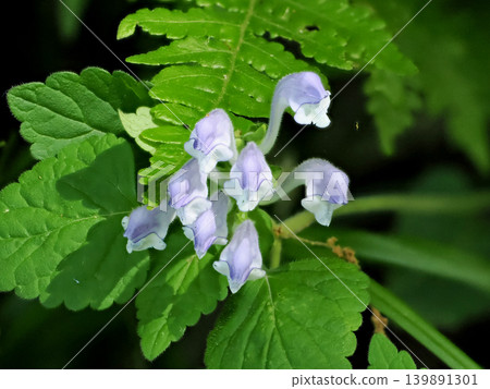 [Spring in Full Bloom] Tatsunamisou (Scutellaria indica) 139891301