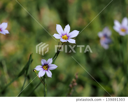 【春意盎然】藍眼草(Sisyrinchium angustifolium) 【春意盎然】藍眼草(Sisyrinchium angustifolium) 139891303
