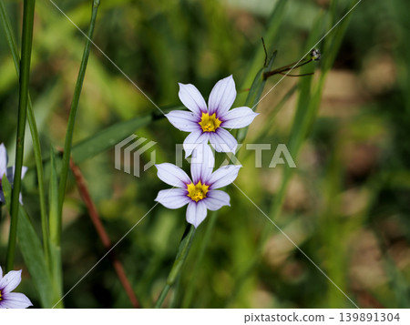 【春意盎然】藍眼草（Sisyrinchium angustifolium） 139891304