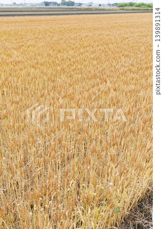 Wheat field near harvest Wheat field near harvest 139891314