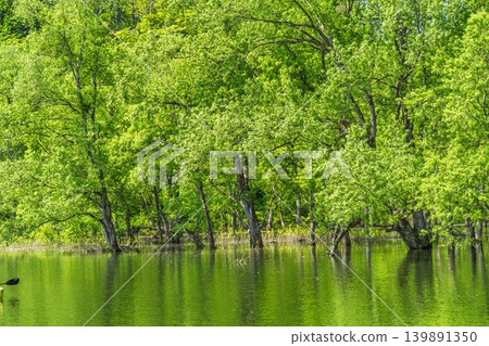 Lake Shirakawa in lush greenery and submerged forest; canoeing and the lake surface; Iide Town, Yamagata Prefecture 139891350