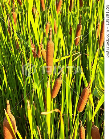 Cattails growing in clusters 139891359