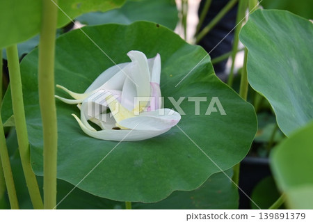 On a leaf where lotus petals have fallen On a leaf where lotus petals have fallen 139891379