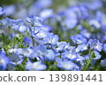 Nemophila flowers that bloom in the spring season 139891441