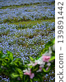 A landscape of nemophila fields in full bloom. 139891442